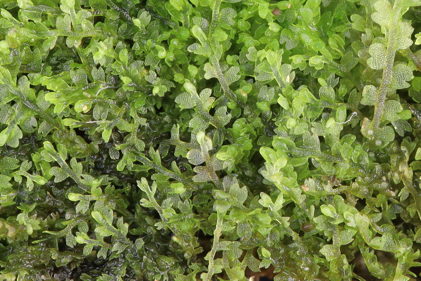 ���������� �����������