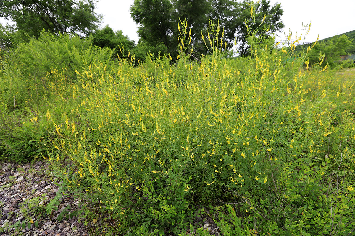 ������ ��������