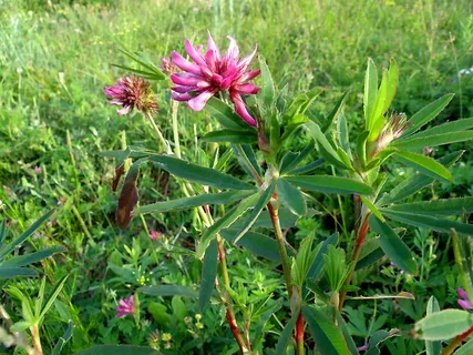 ������ ���������