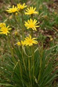 ������� �������