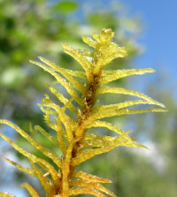 �������� ��������