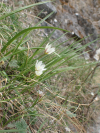 ��������� �������