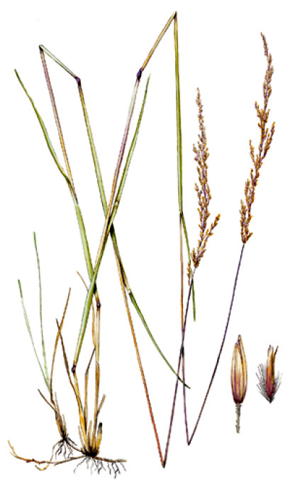 ������ ������������