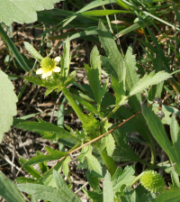 ����� ���������