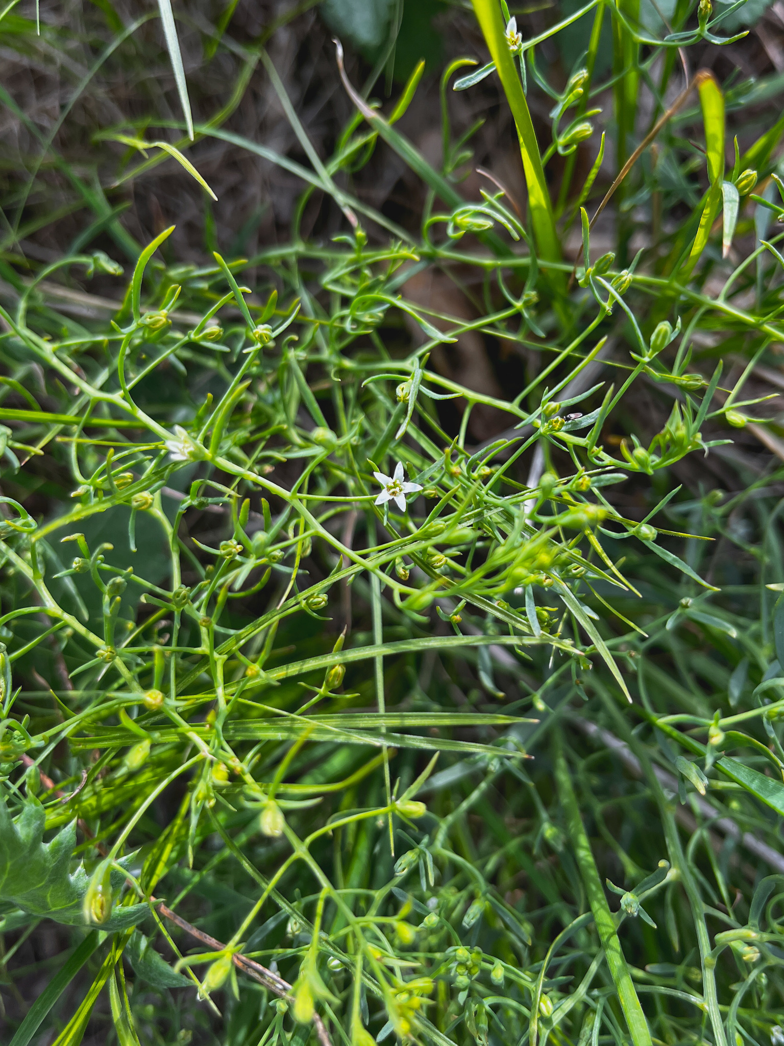 ����� �������������