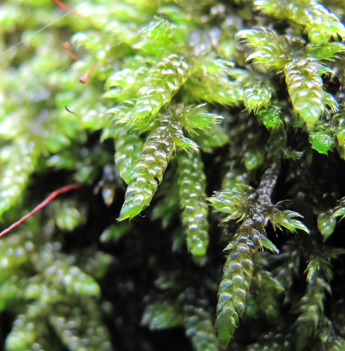 ������ ��������������