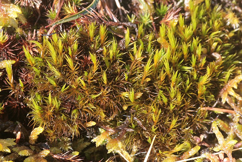 �������� ��������������