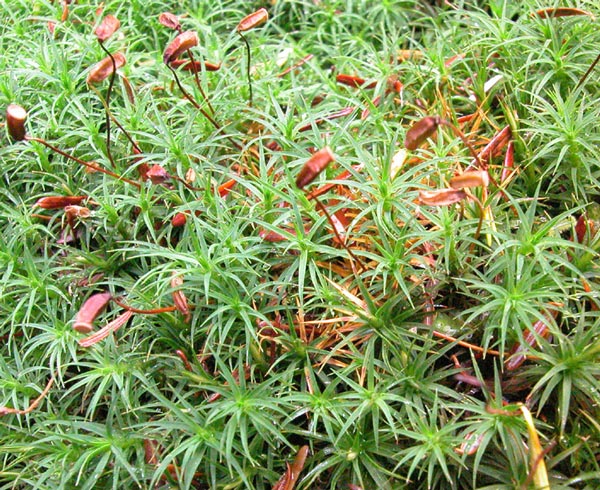 �������� �����