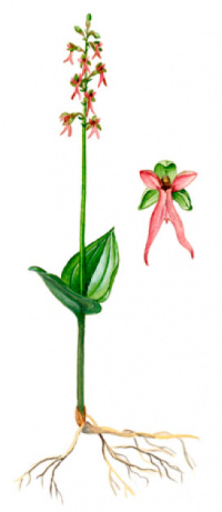 ��������� ������������ (������ ������������)