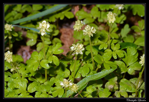 ������ ���������