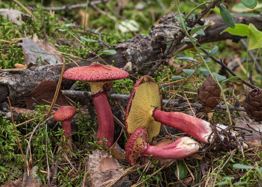 ������� ���������