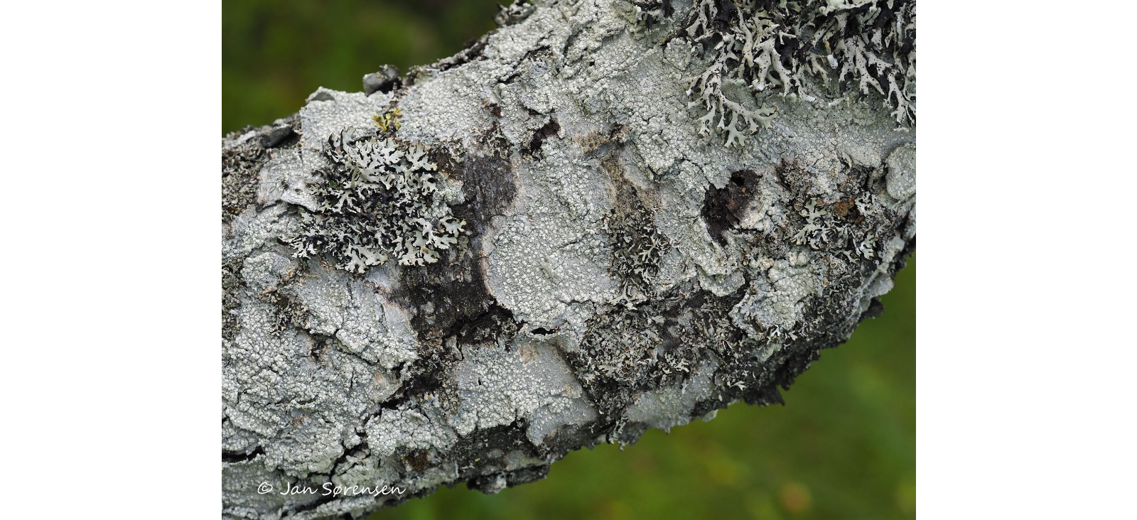 ����������� �������������, ���������� �������