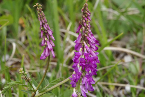 ��������� ����������