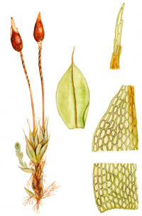 ������ �������