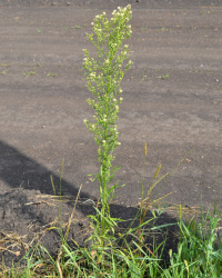 �������������� ���������