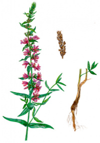 ��������� �������������