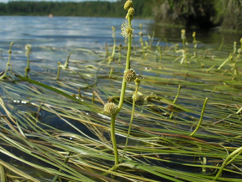 ����������� �����������