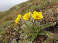 �������� ����������