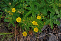 �������� ������������������