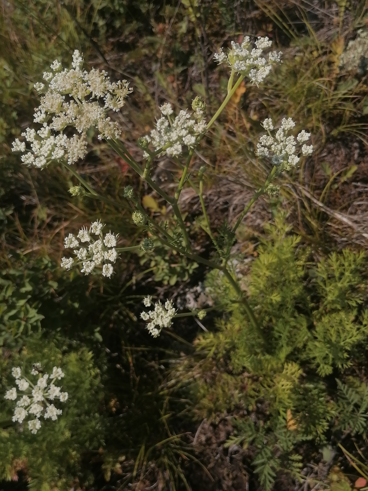 ��������� �����������