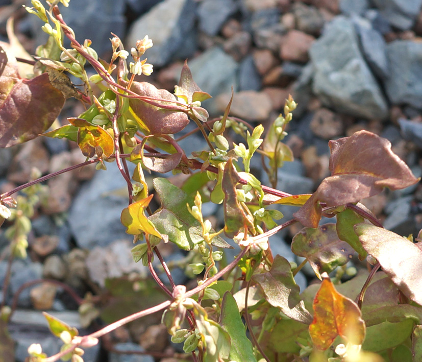 �������� ���������