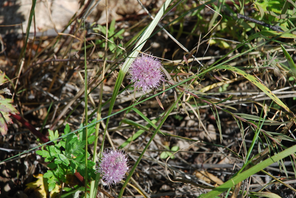 ���  ���������