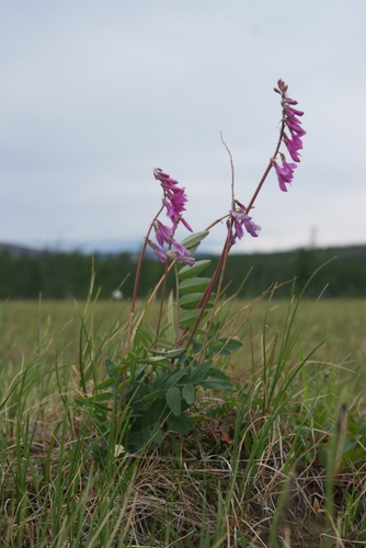 ��������� �����������