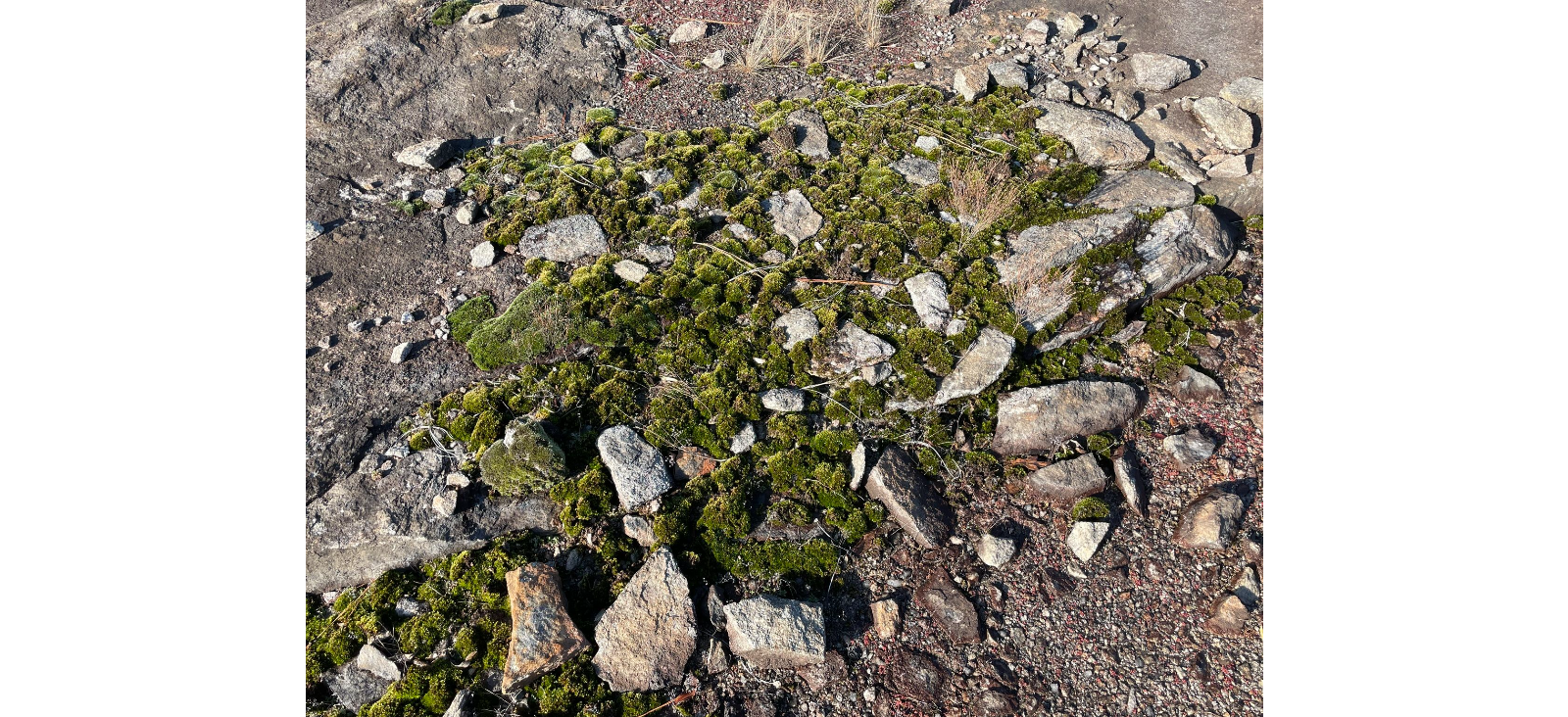 ������� �������������