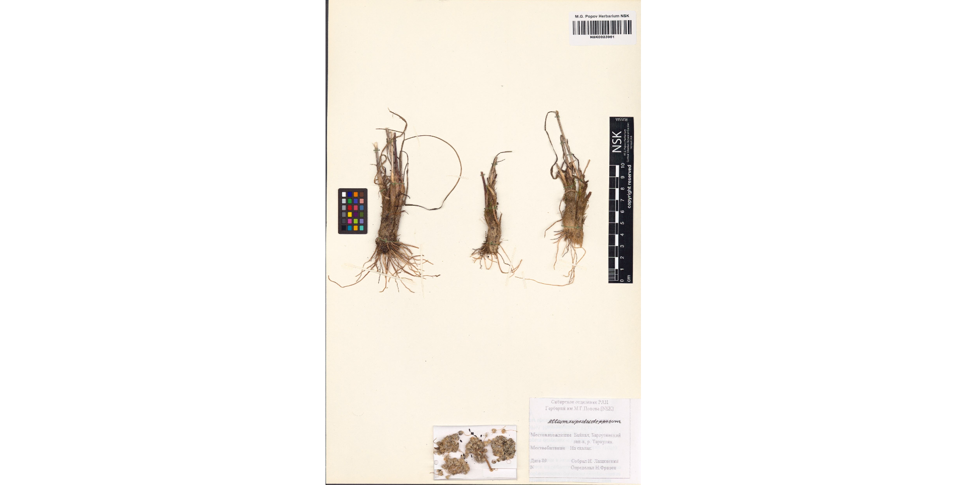 ��� ���������-�������