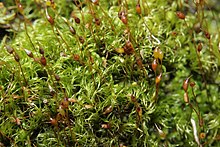 ���������� ����������