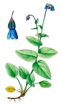 ��������� ��������������