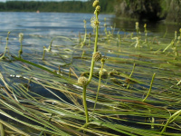 ����������� �����������