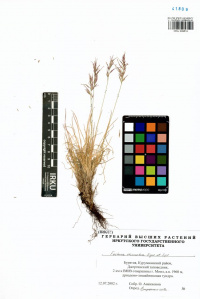 �������� �����������