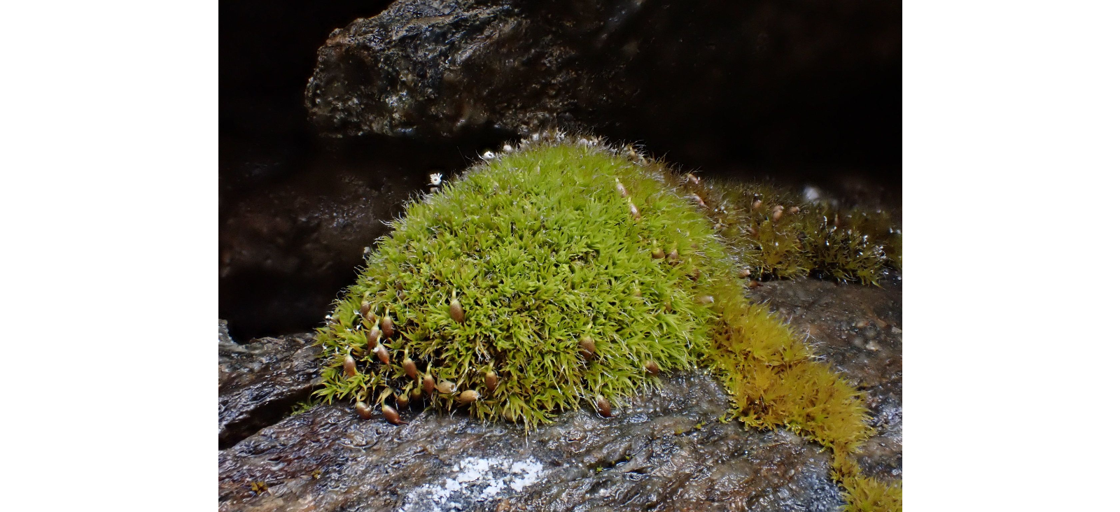 ������� ����-������ 