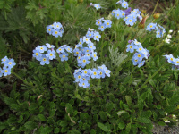 ������������ ��������