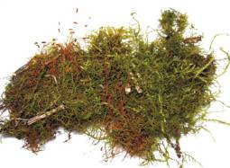 ������������ ������������