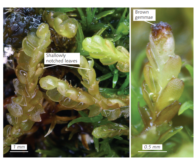 ��������� ��������������