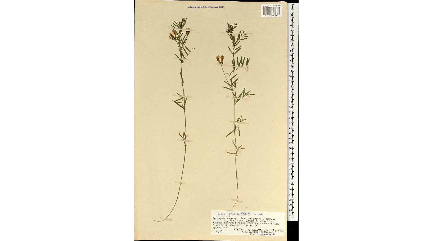 ������� ��������������