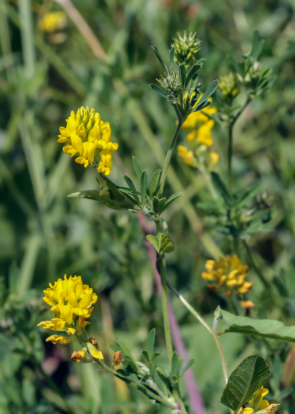 ������� �����������