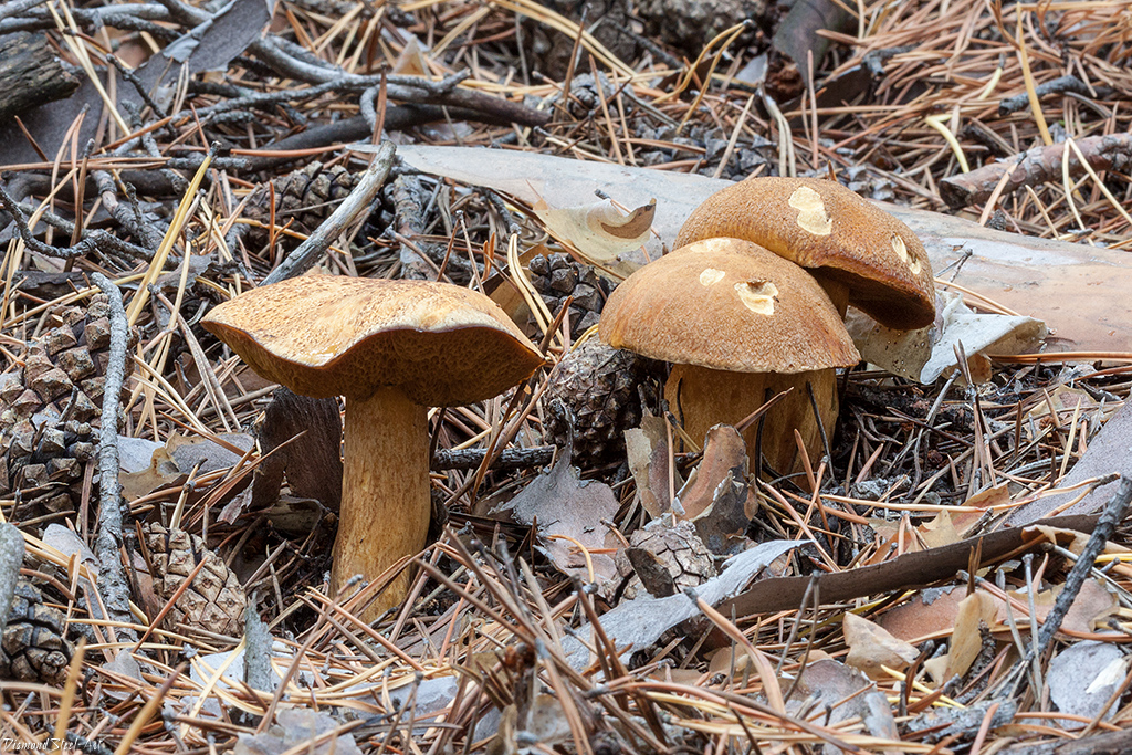 �������� �����-�����