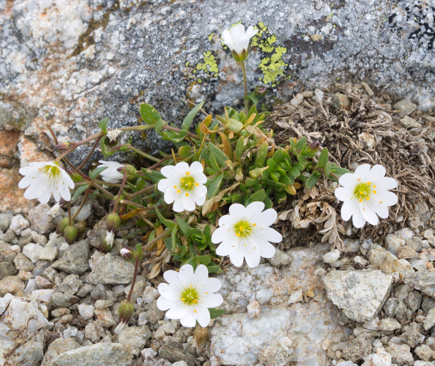 ������� ����������