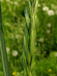 �������� ����������