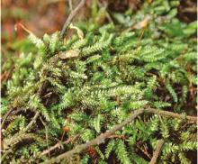 ����������� �����������