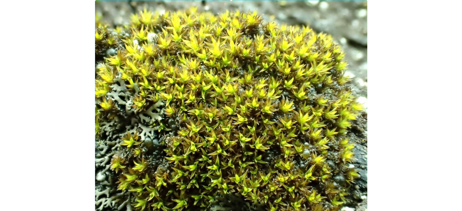 ������� ����������