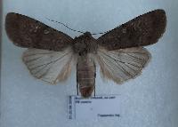 Actebia squalida 