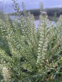 ��������� ��������������