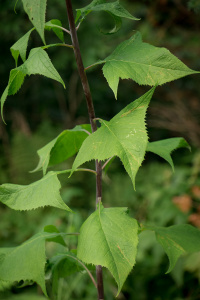 ��������������� �����������