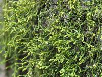 ������������� ���������