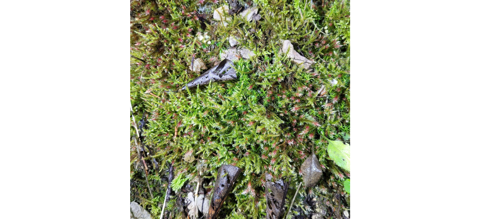 ��������� ���������