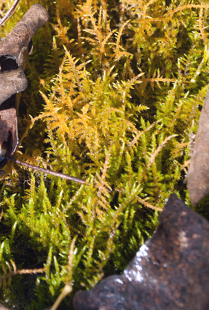 ����������� �����������������